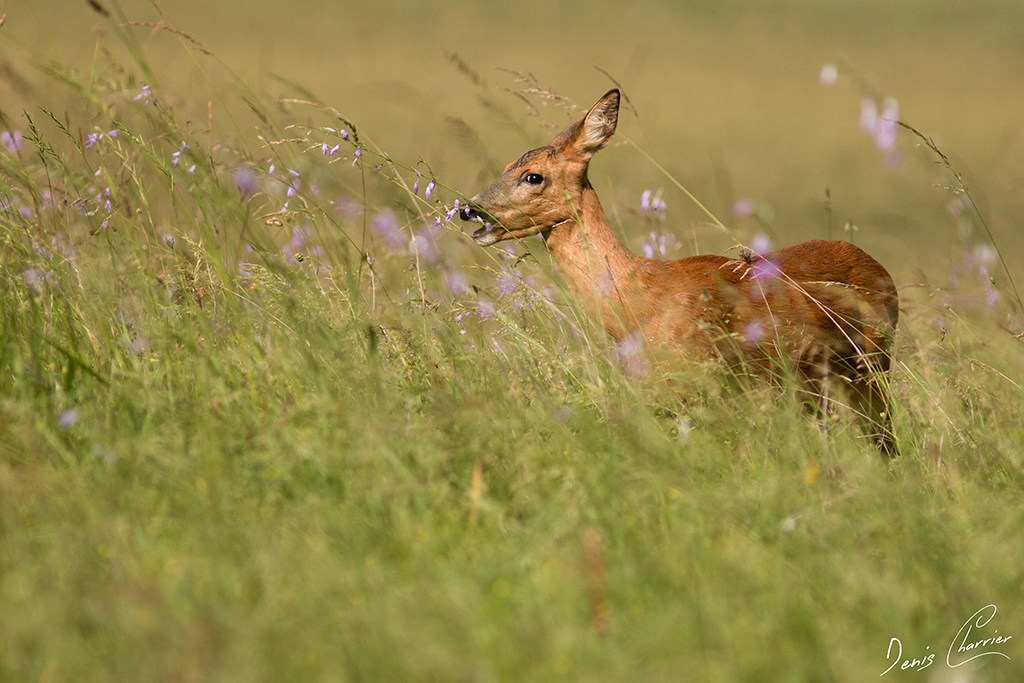 Chevrette dans une prairie en fleur